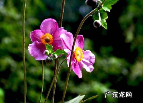 银莲花花期是什么时候