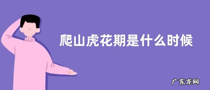 爬山虎花期是什么时候