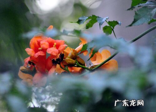 爬山虎花期是什么时候