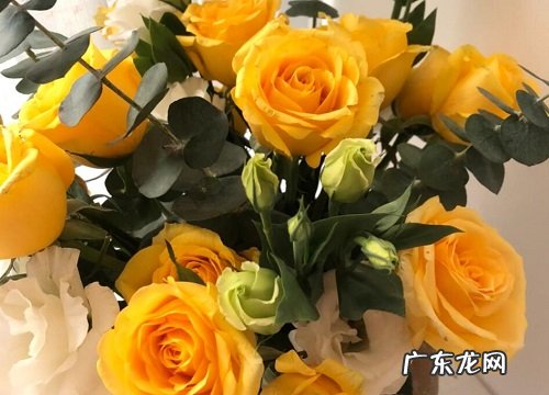 桔梗花花期是什么时候