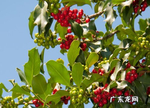 冬青花期是什么时候