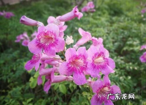 紫云藤花期是什么时候