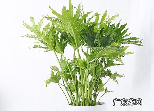 春羽花期是什么时候