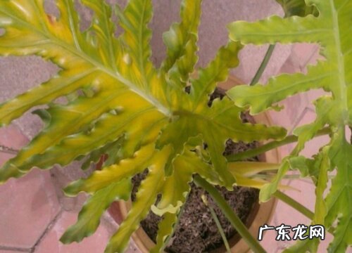 春羽花期是什么时候