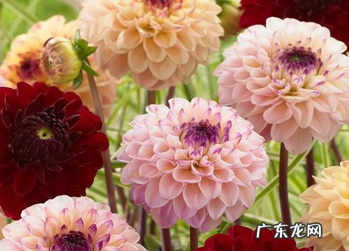 大丽花冬天开花吗