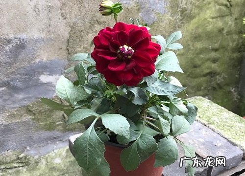 大丽花冬天开花吗