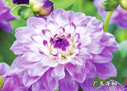 大丽花冬天开花吗