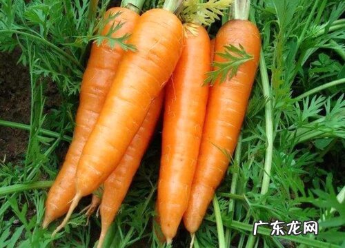 红萝卜是生吃好还是熟吃好