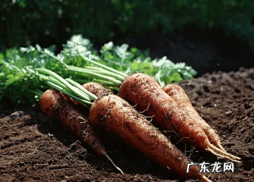 红萝卜是生吃好还是熟吃好