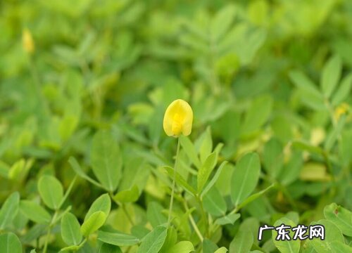 春花生什么时候收获 在几月份收获好