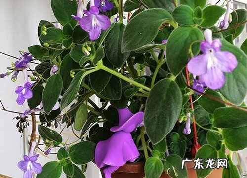 海豚花花期是什么时候