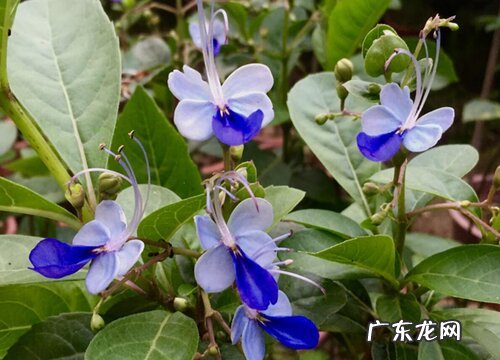 蝴蝶花花期是什么时候