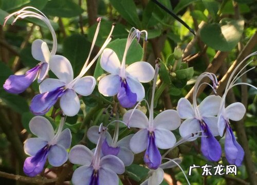 蝴蝶花花期是什么时候