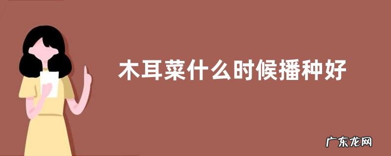 木耳菜什么时候播种好