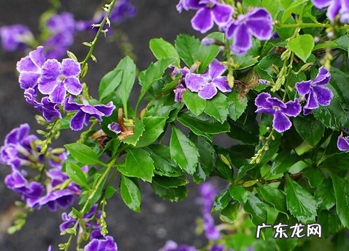 蕾丝金露花花期是什么时候