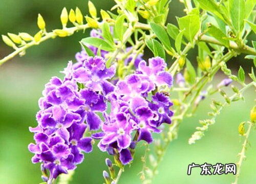 蕾丝金露花花期是什么时候