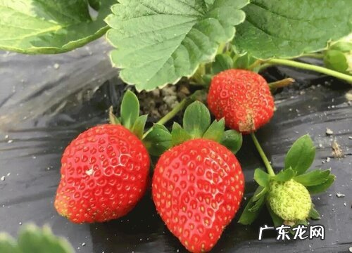 草莓几月份种合适