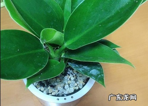 发财树刚刚种要浇水吗