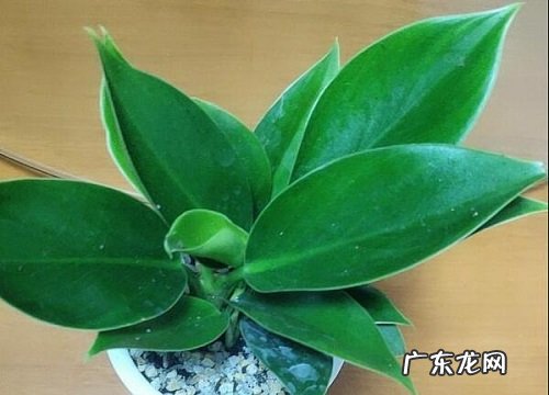 发财树刚刚种要浇水吗