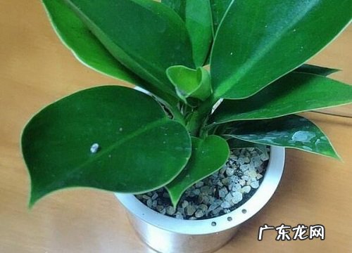 发财树刚刚种要浇水吗