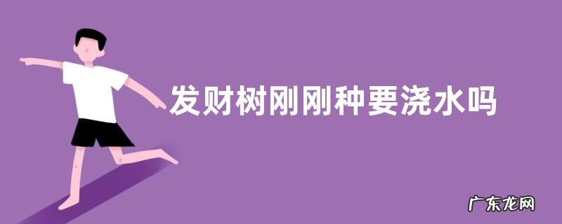 发财树刚刚种要浇水吗