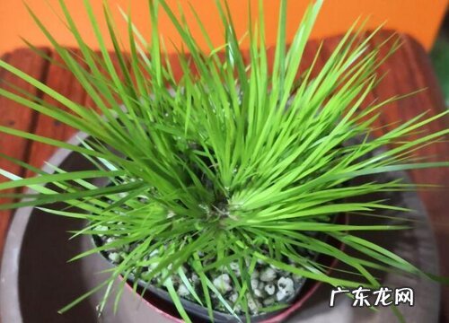 菖蒲秋天怎么养护