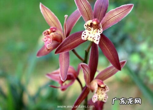 墨兰花期是什么时候