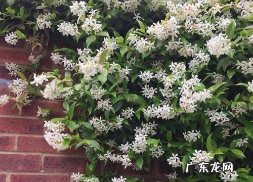风车茉莉花期多长时间 开花持续几个月