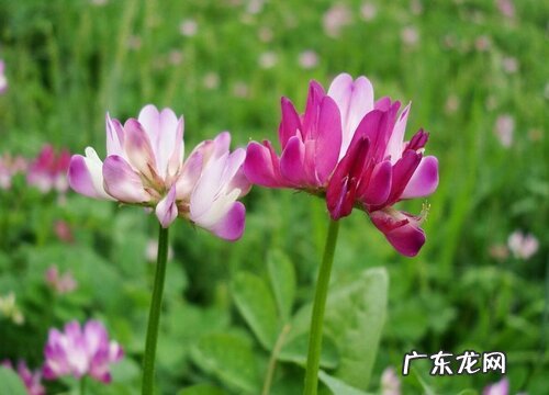 紫云英花期是什么时候