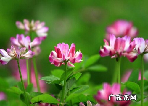紫云英花期是什么时候