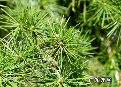 雪松花期是什么时候