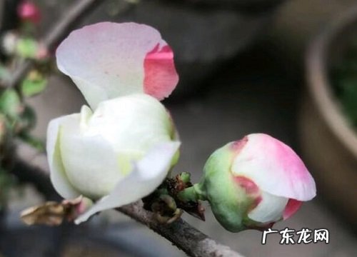 四季海棠花期是什么时候