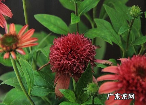 松果菊花期是什么时候