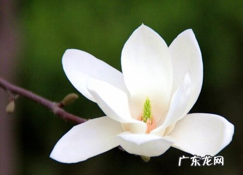白玉兰花期是什么时候