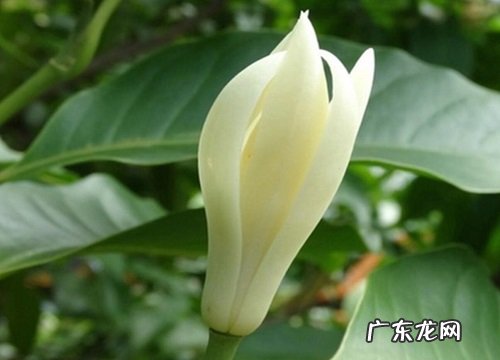 白玉兰花期是什么时候