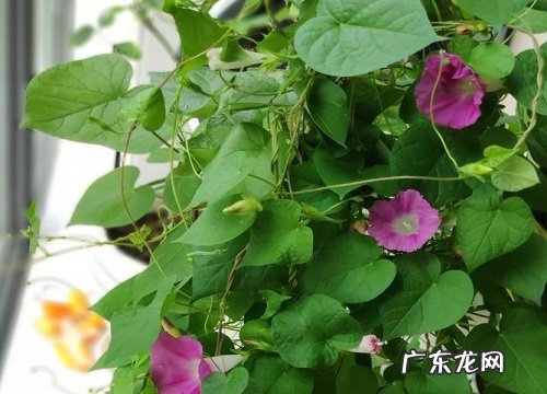 牵牛花怎么过冬天 越冬栽培方法