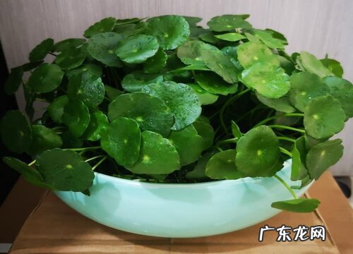 金钱草怎么过冬天