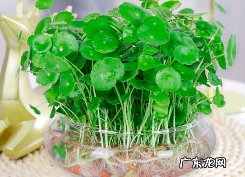 金钱草怎么过冬天