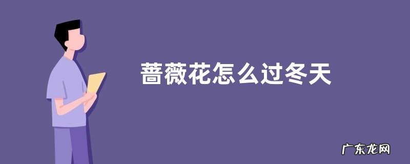 蔷薇花怎么过冬天