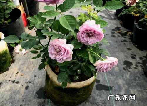 蔷薇花怎么过冬天