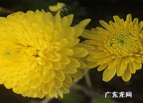黄菊花可以泡水喝吗