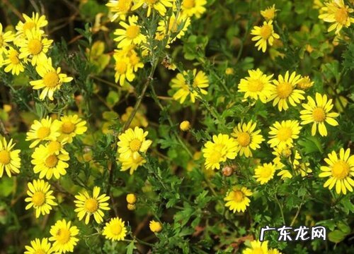 黄菊花可以泡水喝吗