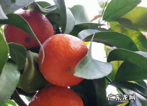 四川沙糖桔产地在哪里