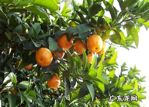 四川沙糖桔产地在哪里