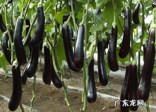 茄子属于什么植物类型