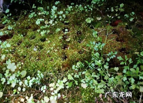 葫芦藓属于什么植物类型