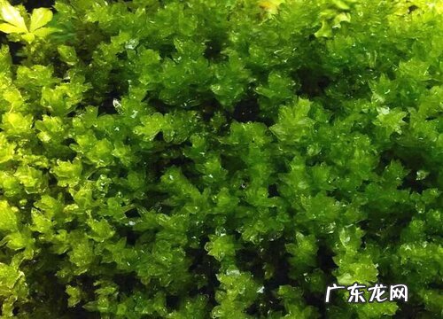 葫芦藓属于什么植物类型