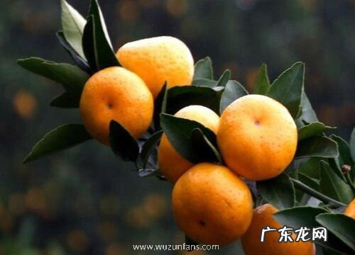 蜜桔几月份成熟