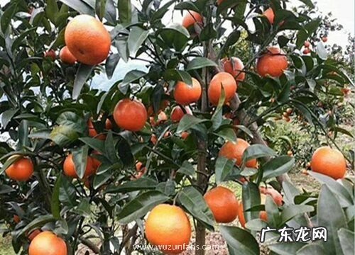蜜桔几月份成熟