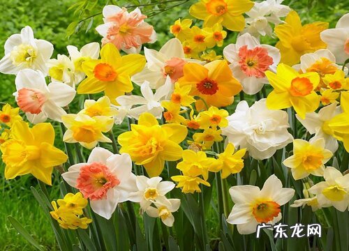 水仙多久开花一次